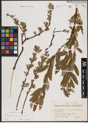Foto von Salix aurita L. x Salix repens L. x Salix viminalis L.
